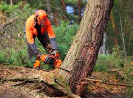 Best Tree and Shrub Care  in Mayfield, KY