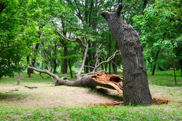 Best Commercial Tree Services  in Mayfield, KY