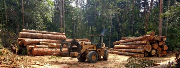 Best Tree Disease Treatment  in Mayfield, KY