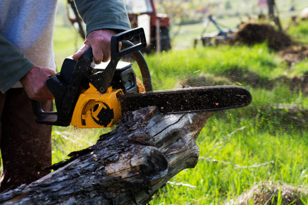 Best Tree Removal  in Mayfield, KY